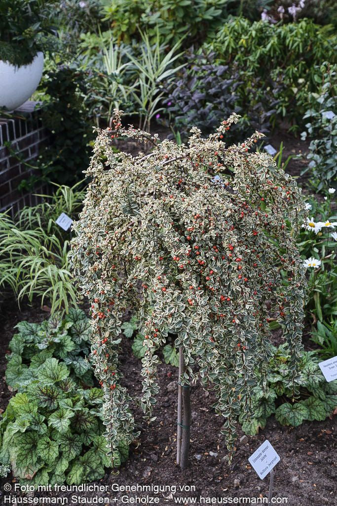 Weißbunte Zwergmispel 'Juliette' (Cotoneaster dammeri)