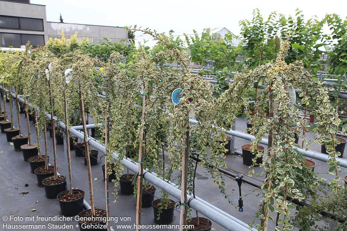 Weißbunte Zwergmispel 'Juliette' (Cotoneaster dammeri)