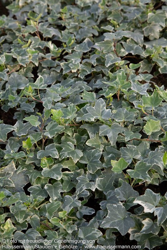 Weißbunter Efeu 'William Kennedy' (Hedera helix)