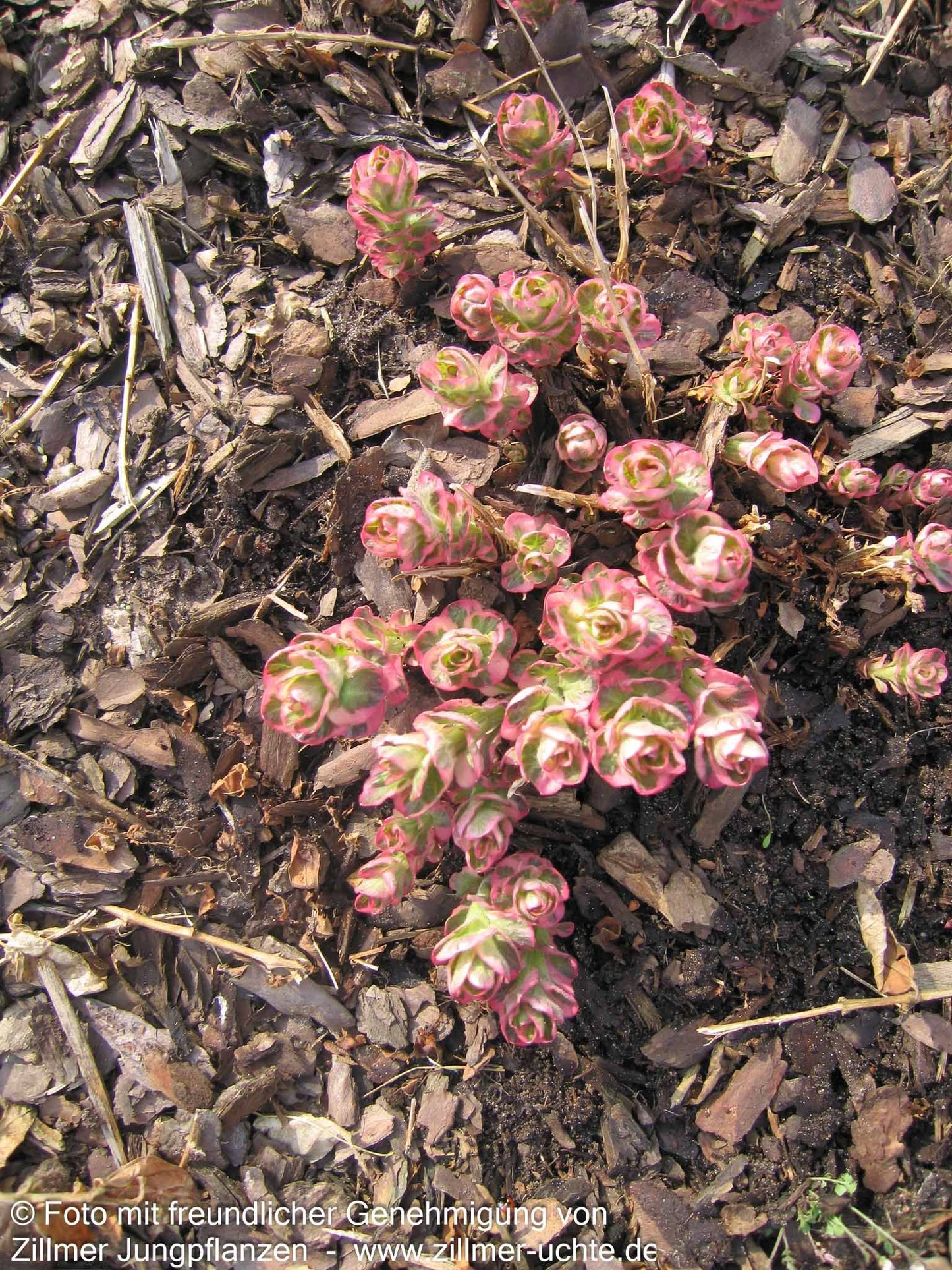 Weißbunter Gold-Felberich 'Alexander' (Lysimachia punctata)