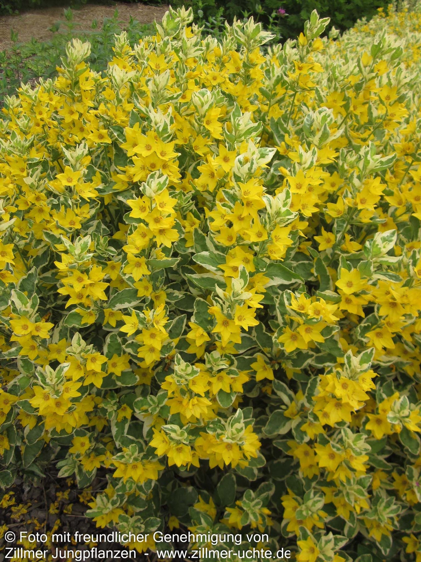 Weißbunter Gold-Felberich 'Alexander' (Lysimachia punctata)