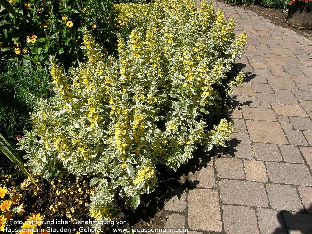 Weißbunter Gold-Felberich 'Alexander' (Lysimachia punctata)