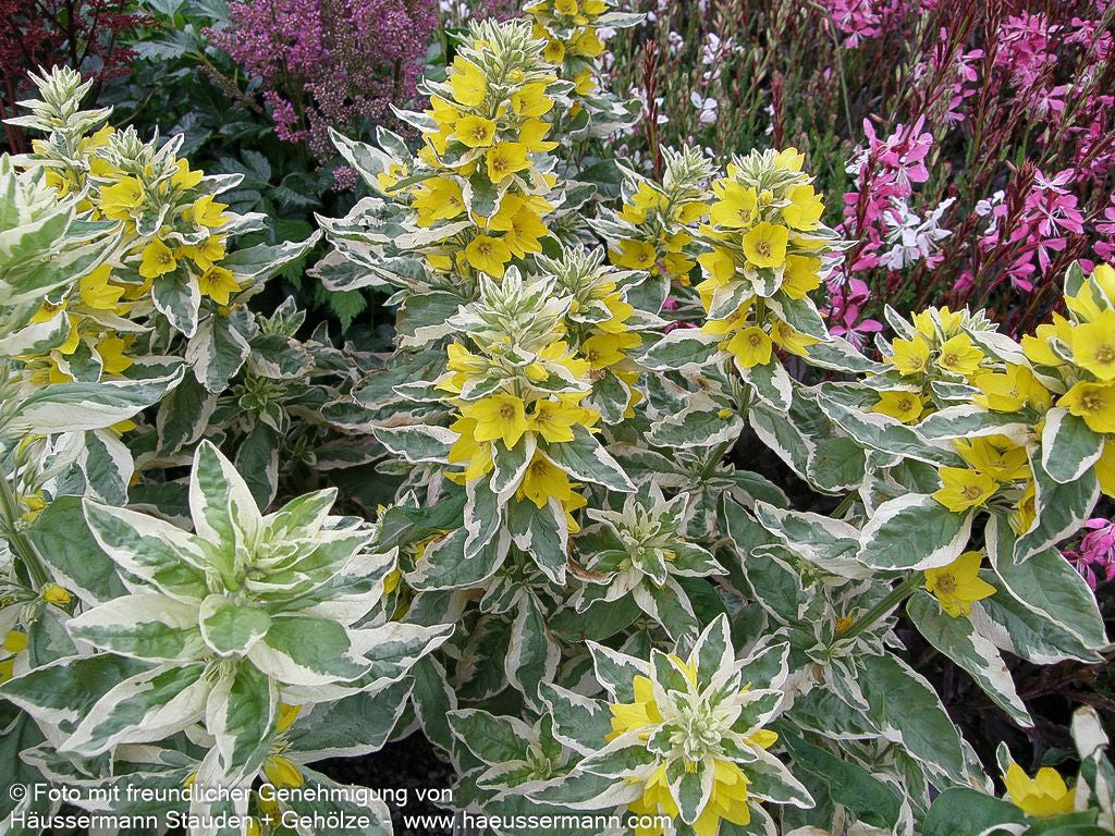 Weißbunter Gold-Felberich 'Alexander' (Lysimachia punctata)