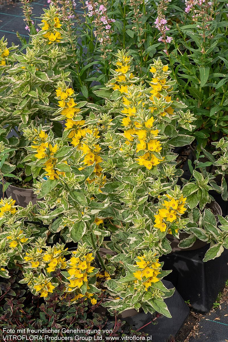 Weißbunter Gold-Felberich 'Alexander' (Lysimachia punctata)