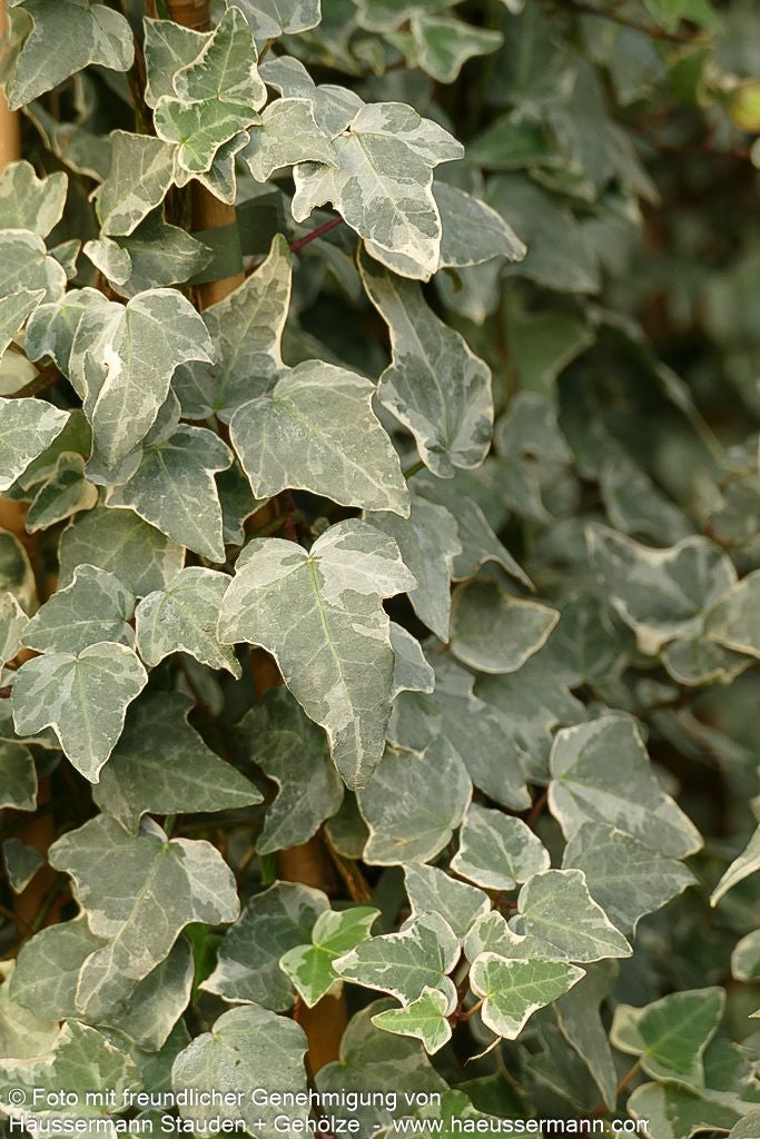 Weißbunter Großlaubiger Efeu 'Glacier' (Hedera helix)