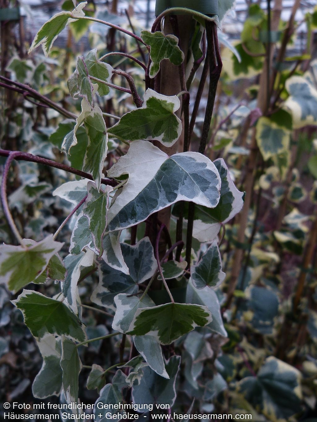 Weißbunter Großlaubiger Efeu 'Glacier' (Hedera helix)