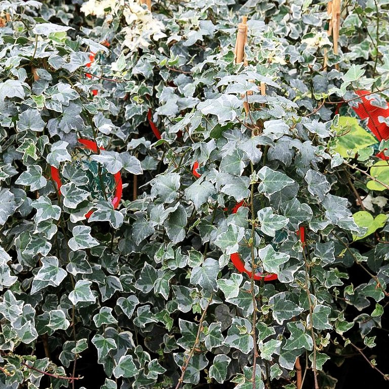 Weißbunter Großlaubiger Efeu 'Glacier' (Hedera helix)
