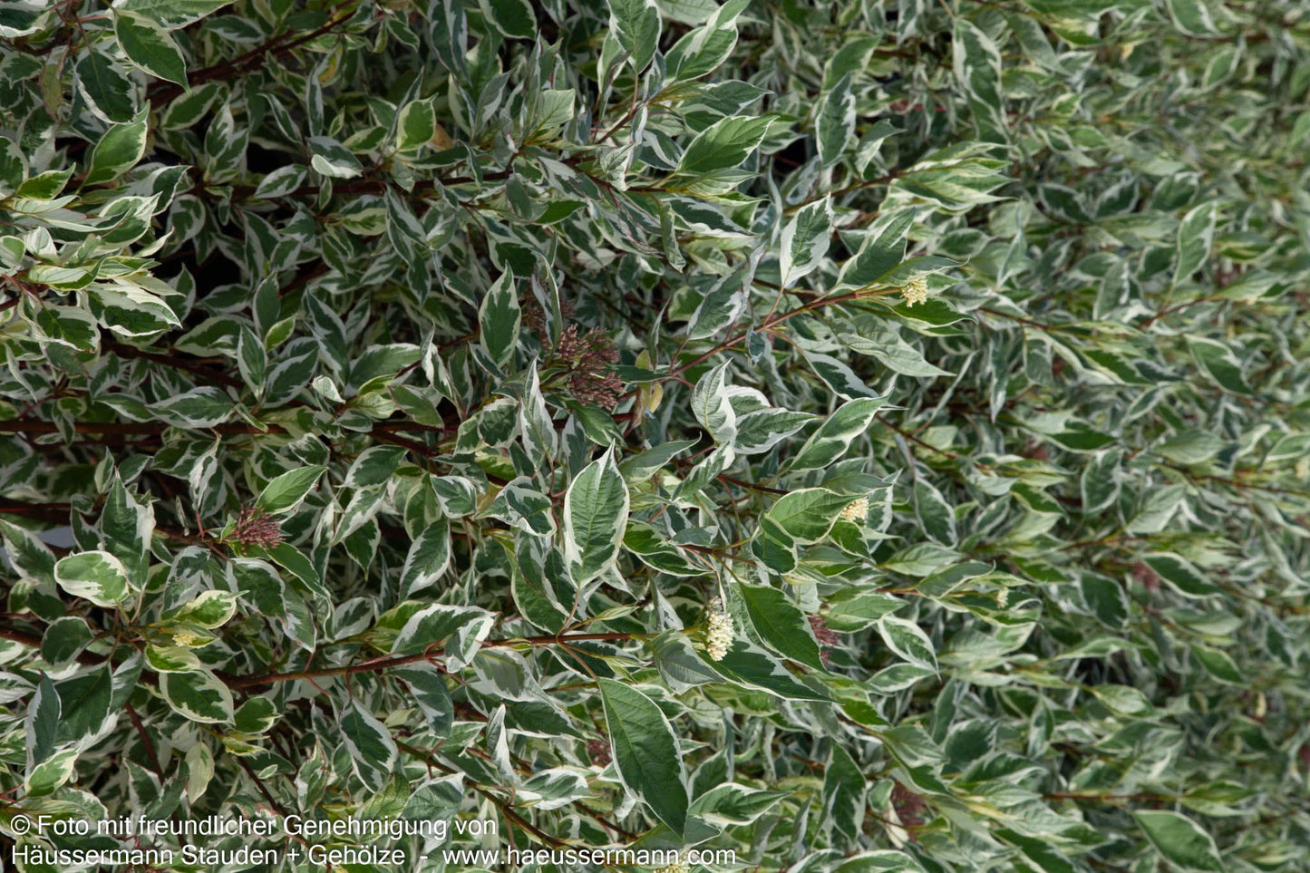 Weißbunter Hartriegel 'Elegantissima' (Cornus alba)