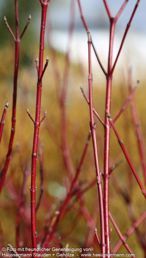 Weißbunter Hartriegel 'Elegantissima' (Cornus alba)