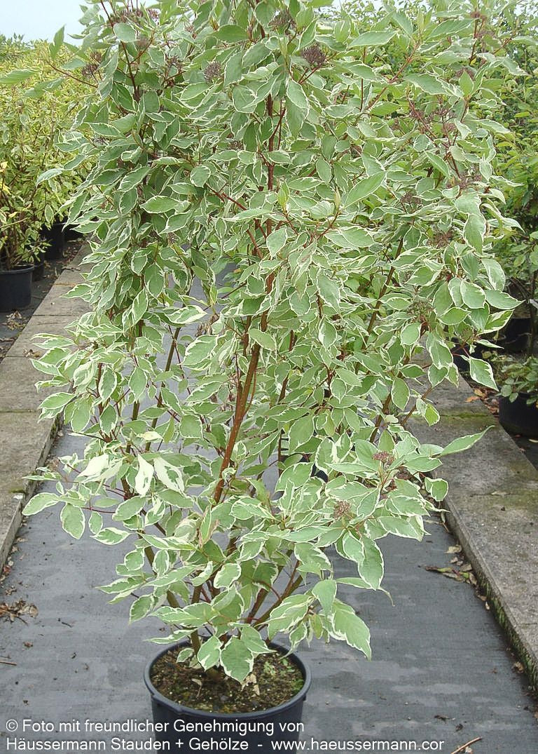 Weißbunter Hartriegel 'Elegantissima' (Cornus alba)