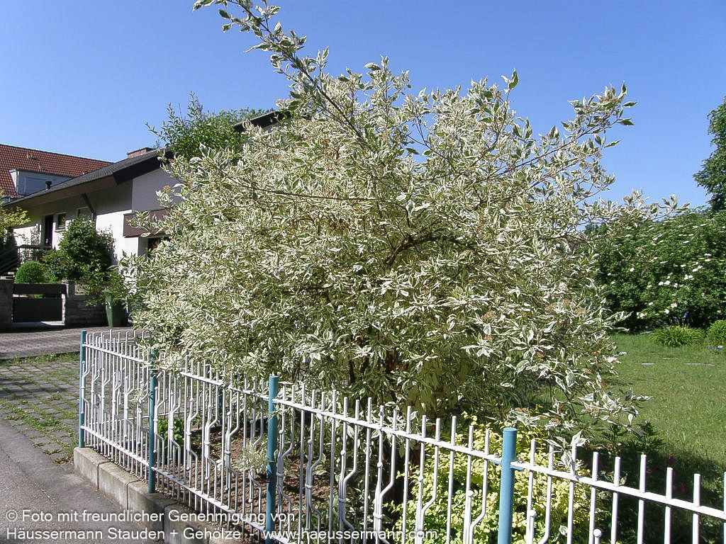 Weißbunter Hartriegel 'Elegantissima' (Cornus alba)