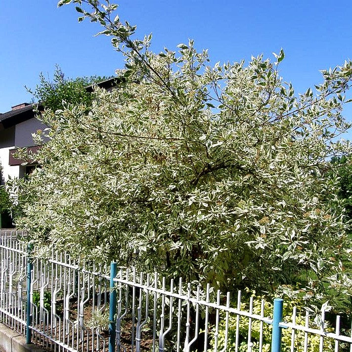 Weißbunter Hartriegel 'Elegantissima' (Cornus alba)