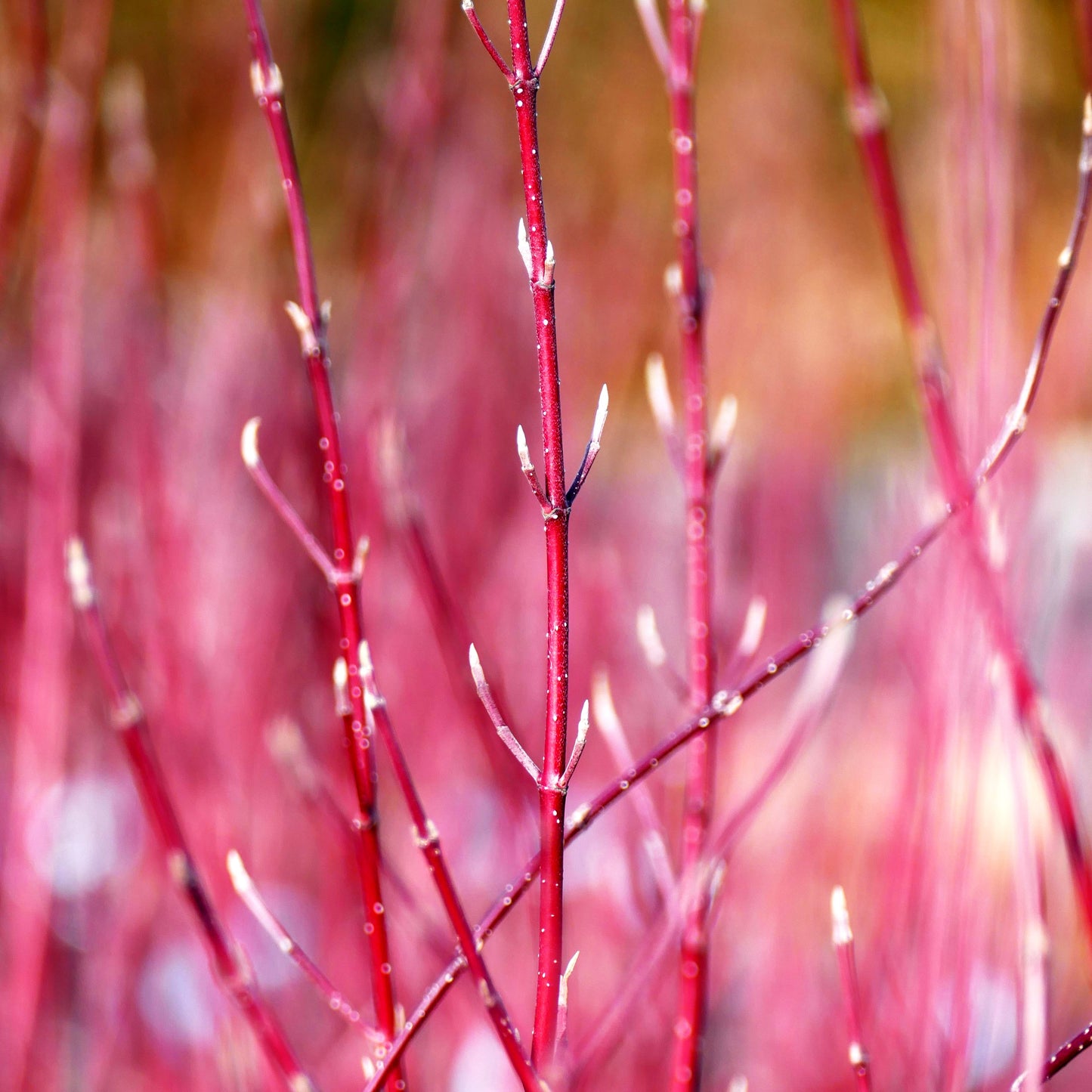 Weißbunter Hartriegel 'Ivory Halo' (Cornus alba)