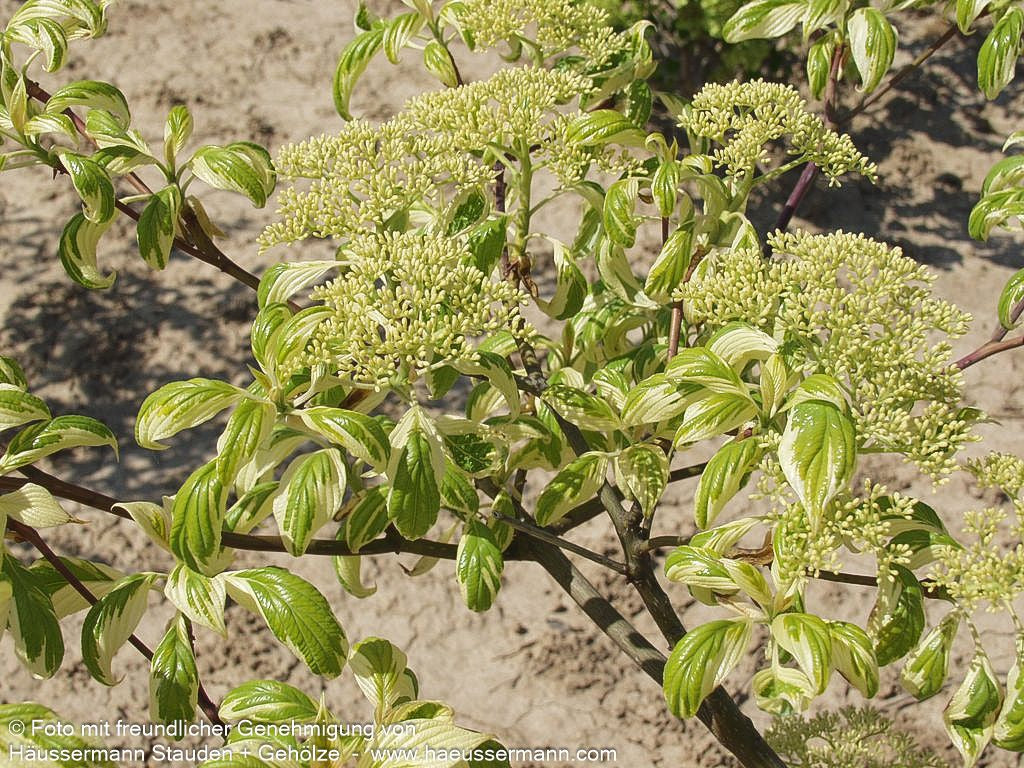 Weißbunter Pagoden-Hartriegel 'Variegata' (Cornus controversa)