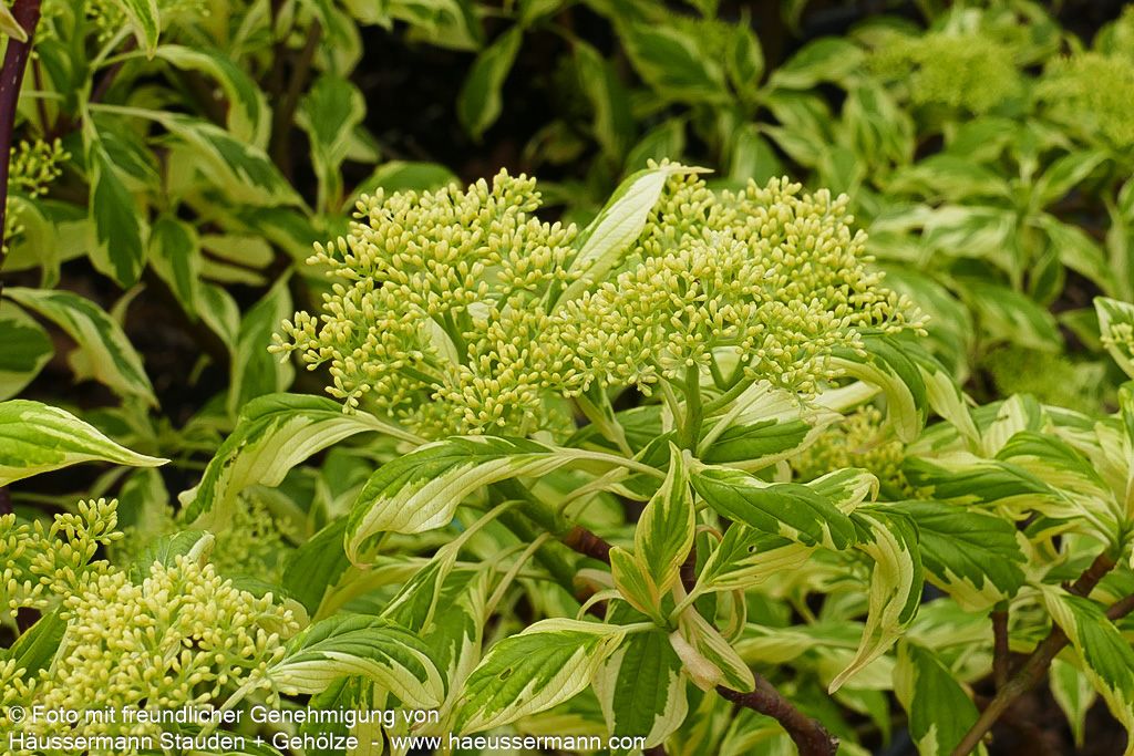 Weißbunter Pagoden-Hartriegel 'Variegata' (Cornus controversa)