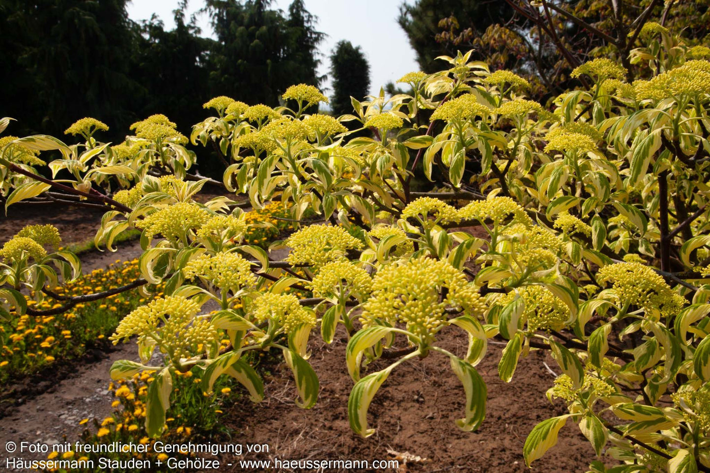 Weißbunter Pagoden-Hartriegel 'Variegata' (Cornus controversa)