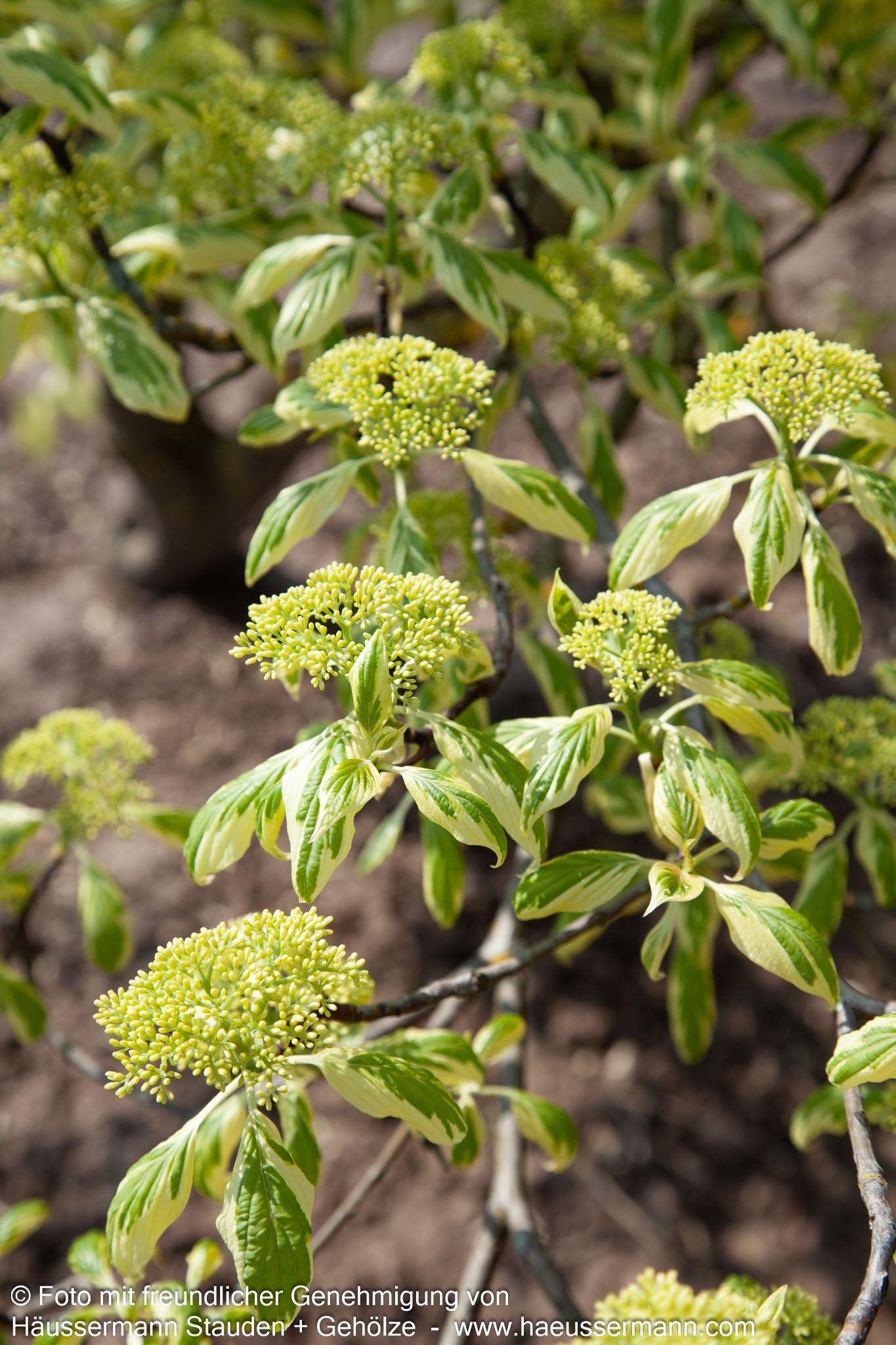 Weißbunter Pagoden-Hartriegel 'Variegata' (Cornus controversa)