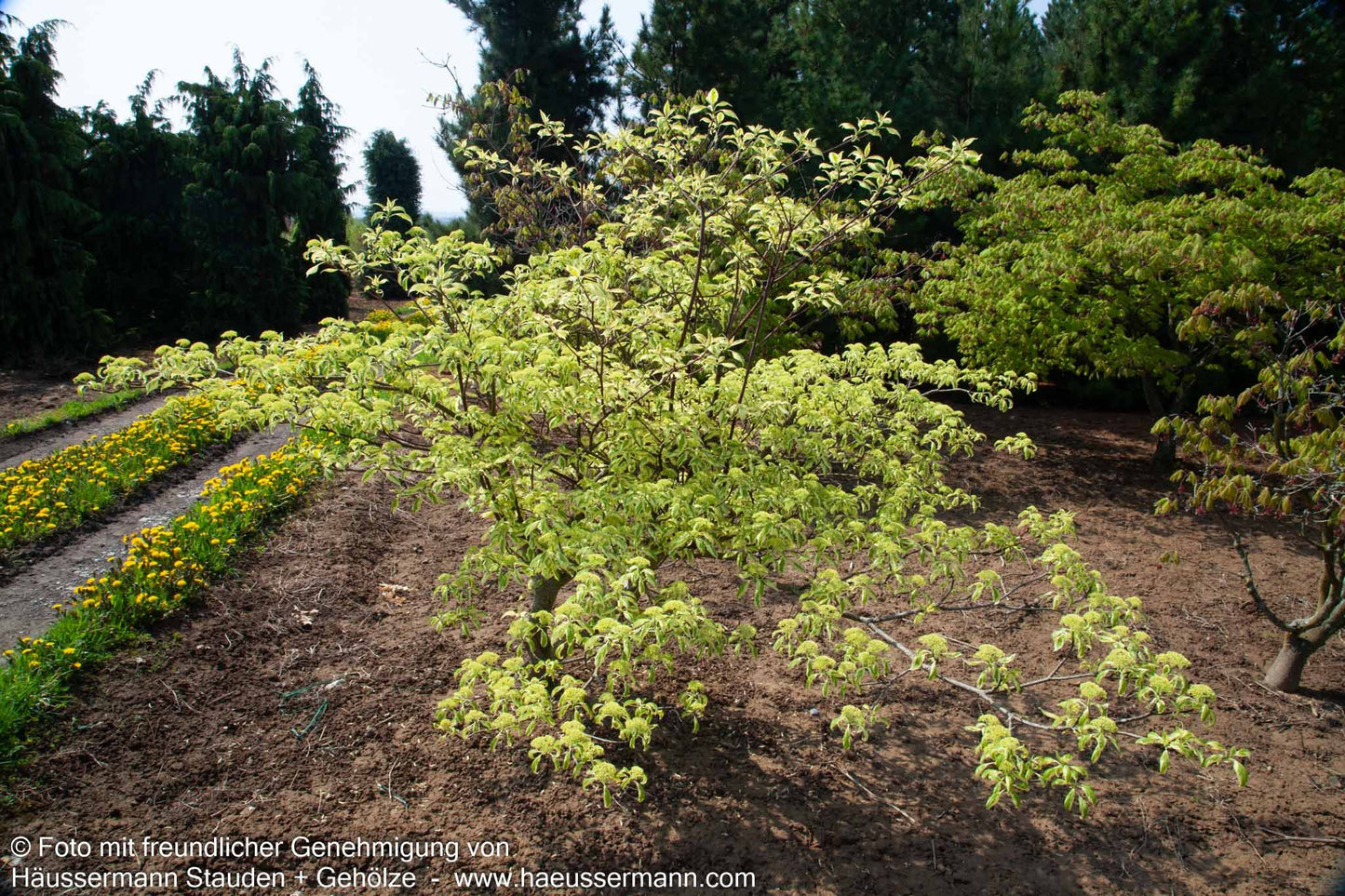 Weißbunter Pagoden-Hartriegel 'Variegata' (Cornus controversa)