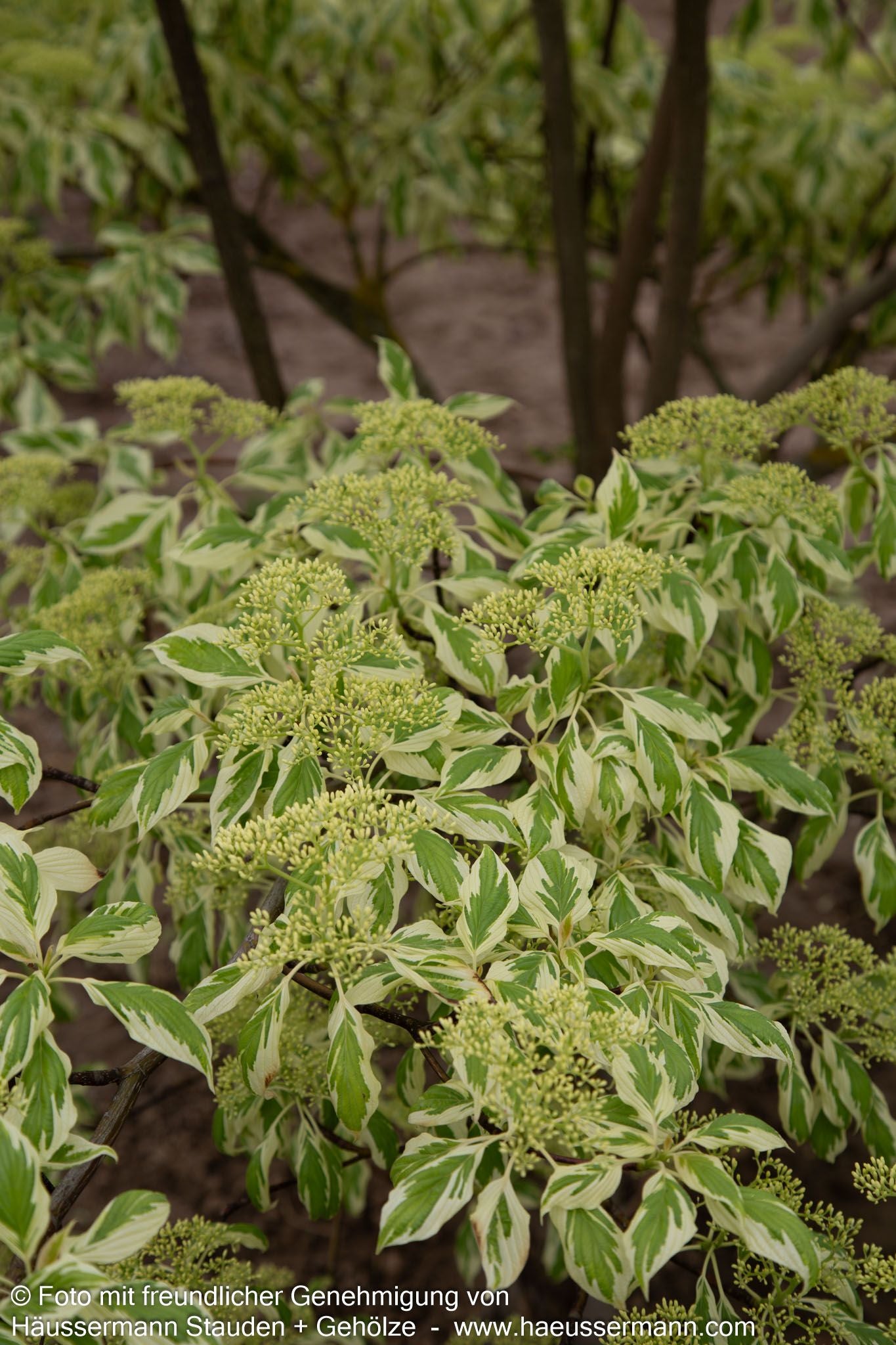 Weißbunter Pagoden-Hartriegel 'Variegata' (Cornus controversa)
