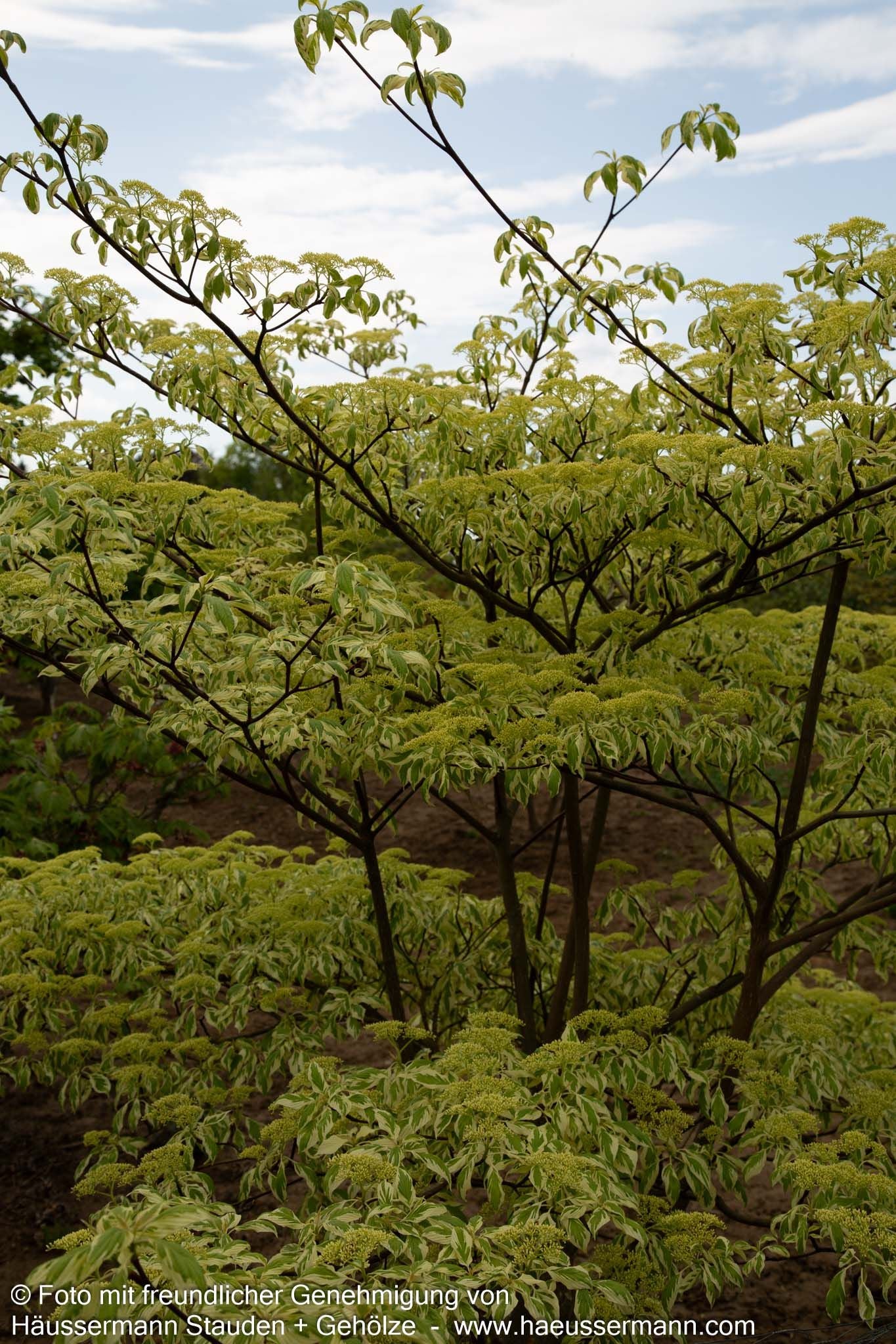 Weißbunter Pagoden-Hartriegel 'Variegata' (Cornus controversa)