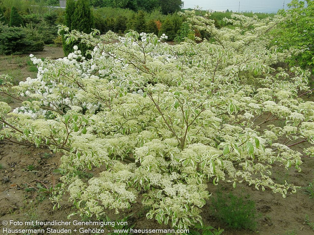 Weißbunter Pagoden-Hartriegel 'Variegata' (Cornus controversa)