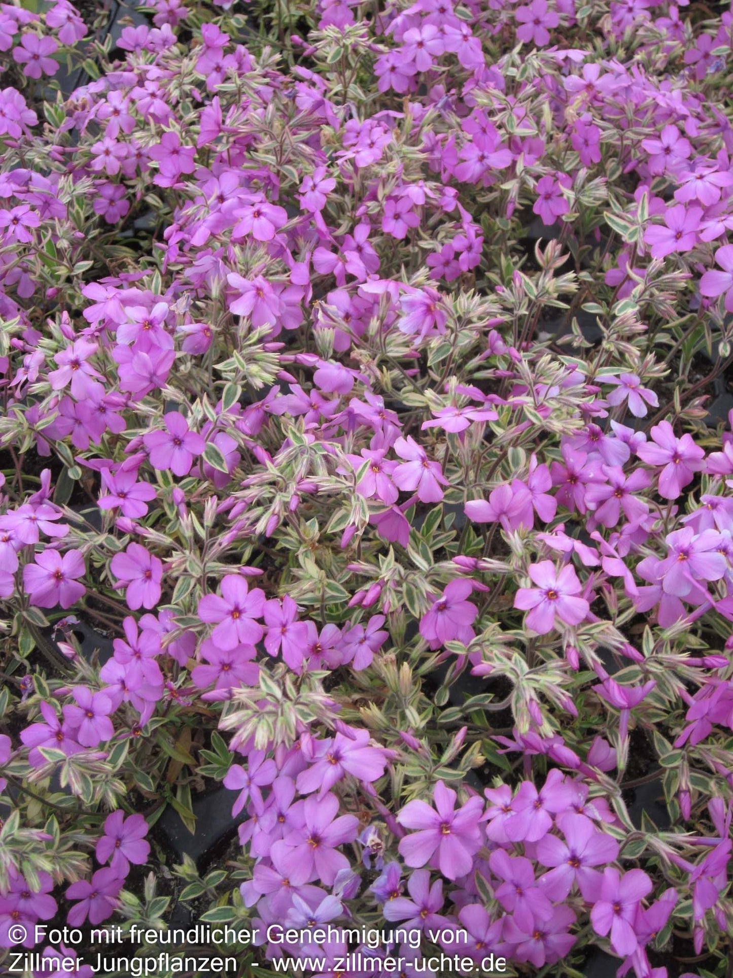 Weißbunter Polster-Phlox 'Variegata' (Phlox x procumbens)