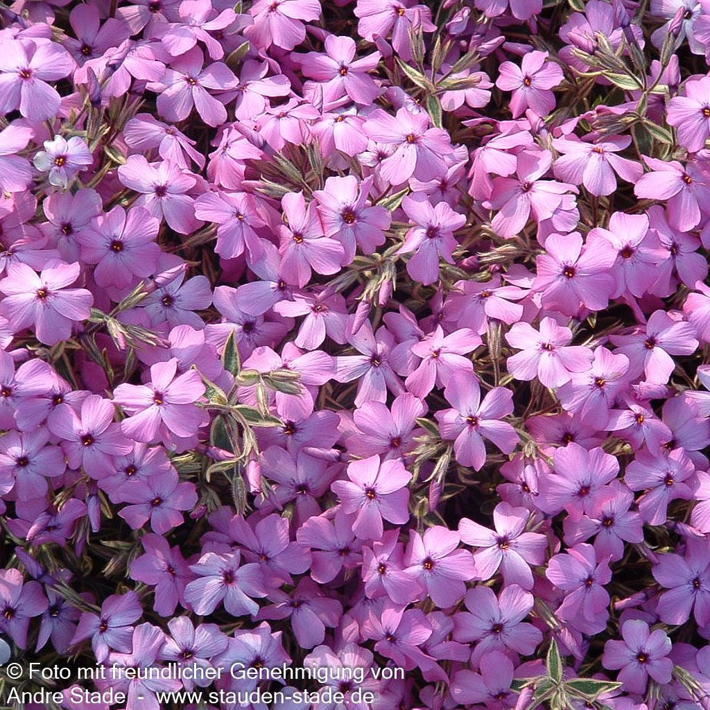 Weißbunter Polster-Phlox 'Variegata' (Phlox x procumbens)