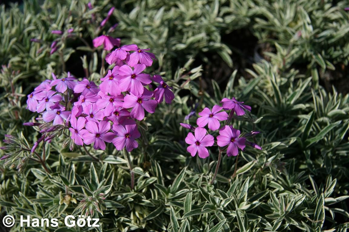 Weißbunter Polster-Phlox 'Variegata' (Phlox x procumbens)