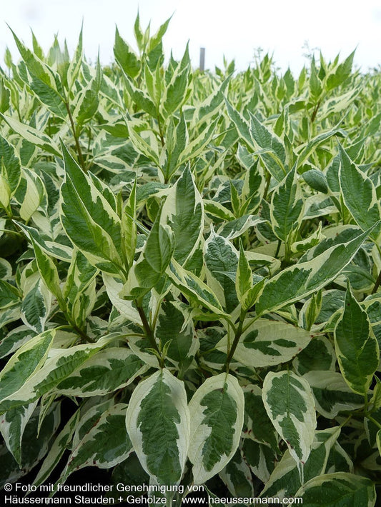 Weißbunter Purpur-Hartriegel 'Sibirica Variegata' (Cornus alba)