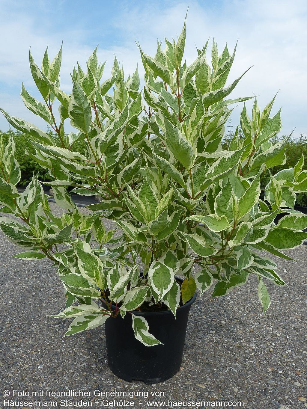 Weißbunter Purpur-Hartriegel 'Sibirica Variegata' (Cornus alba)