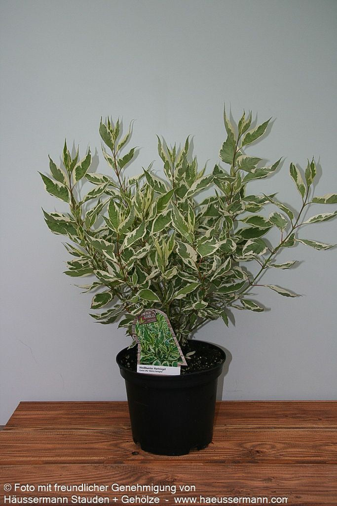 Weißbunter Purpur-Hartriegel 'Sibirica Variegata' (Cornus alba)