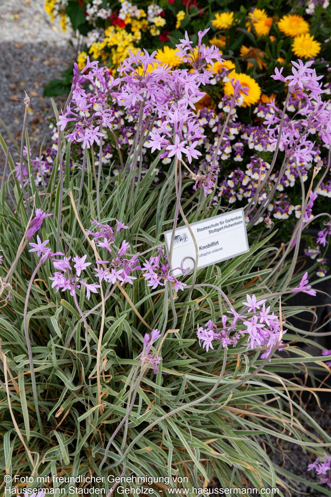 Weißbuntes Knoblauchgras 'Variegata' (Tulbaghia violacea)