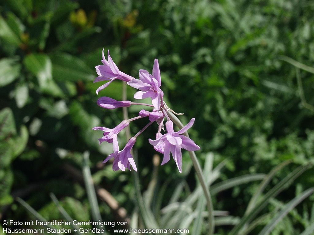 Weißbuntes Knoblauchgras 'Variegata' (Tulbaghia violacea)
