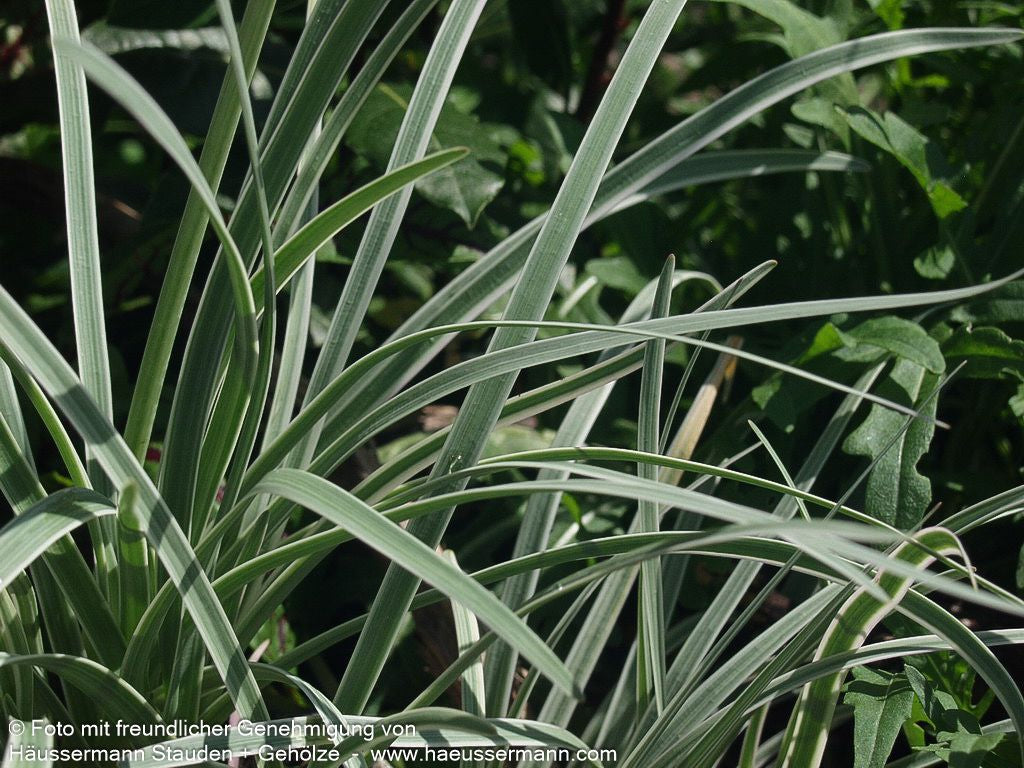 Weißbuntes Knoblauchgras 'Variegata' (Tulbaghia violacea)