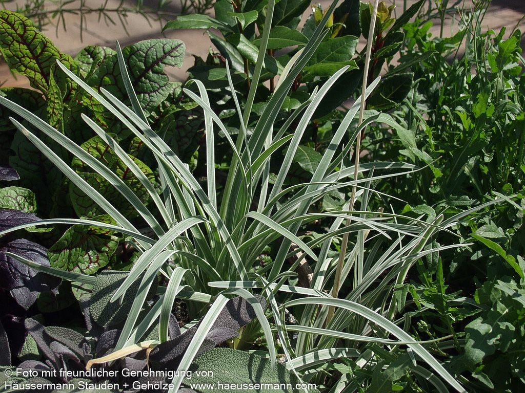 Weißbuntes Knoblauchgras 'Variegata' (Tulbaghia violacea)