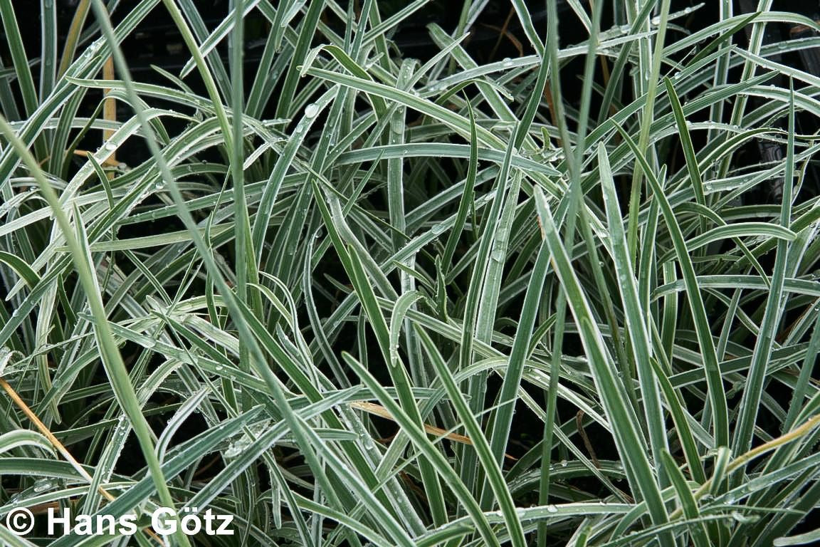 Weißbuntes Knoblauchgras 'Variegata' (Tulbaghia violacea)