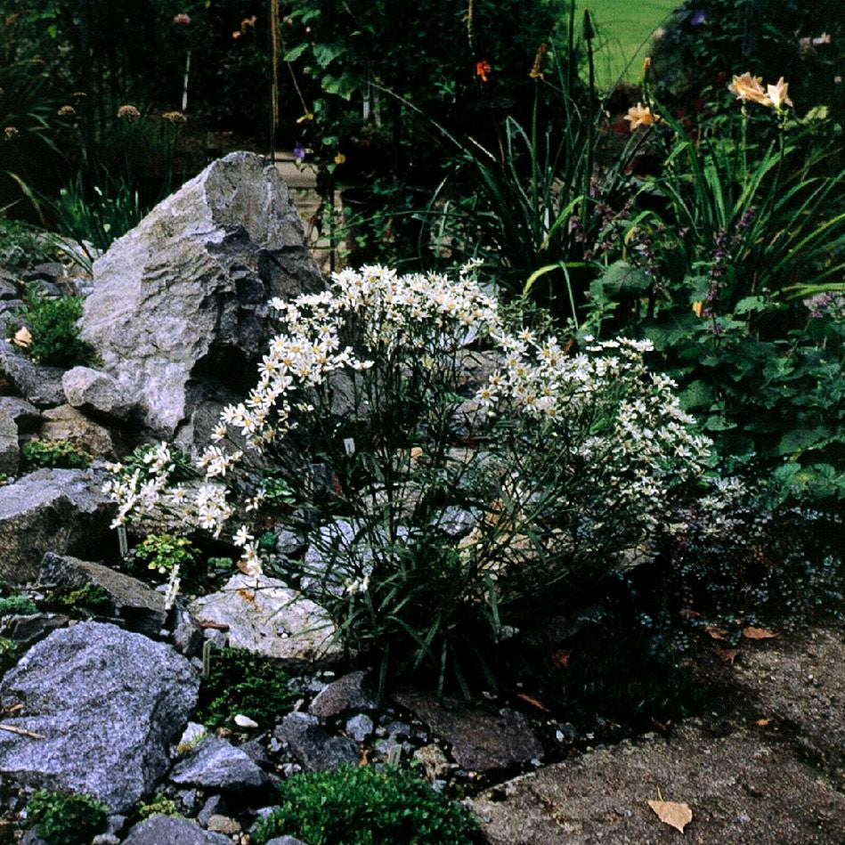 Weiße Goldrute 'Major' (Solidago ptarmicoides)