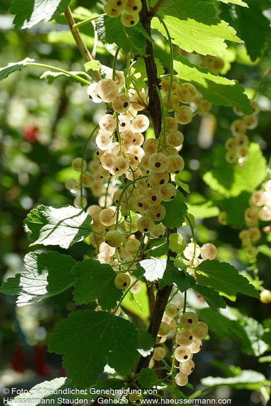 Weiße Johannisbeere 'Weiße Versailler' (Ribes sativum  I)