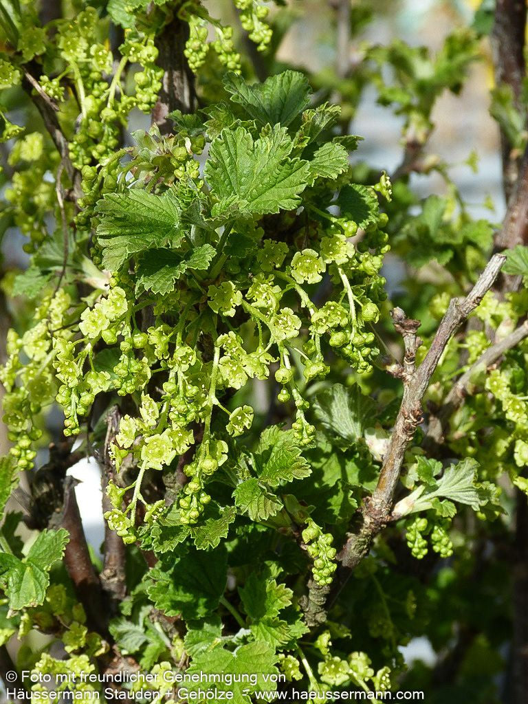 Weiße Johannisbeere 'Weiße Versailler' (Ribes sativum  I)