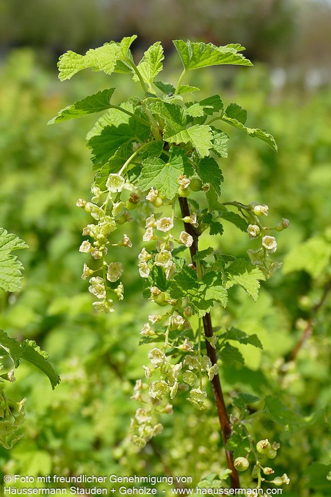 Weiße Johannisbeere 'Weiße Versailler' (Ribes sativum  I)