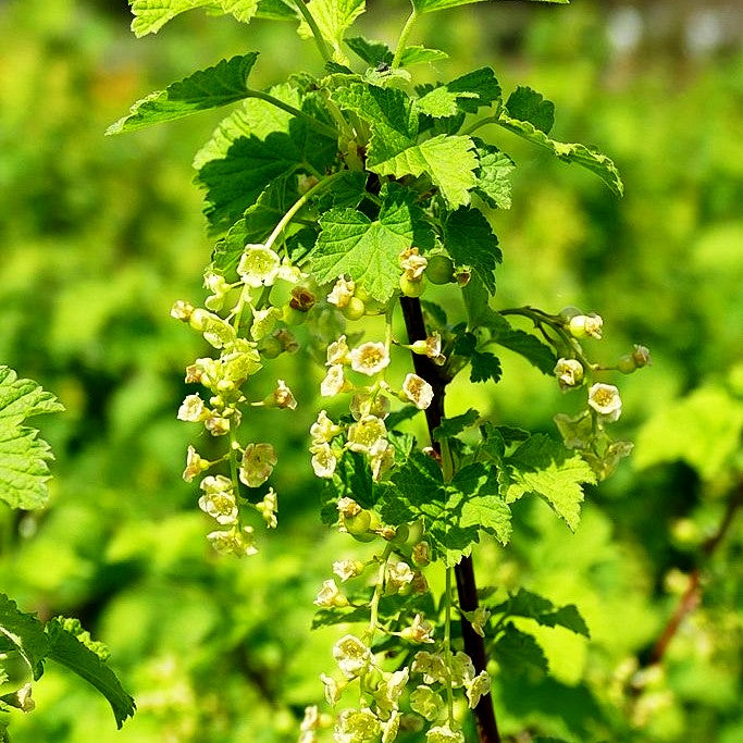 Weiße Johannisbeere 'Weiße Versailler' (Ribes sativum I)