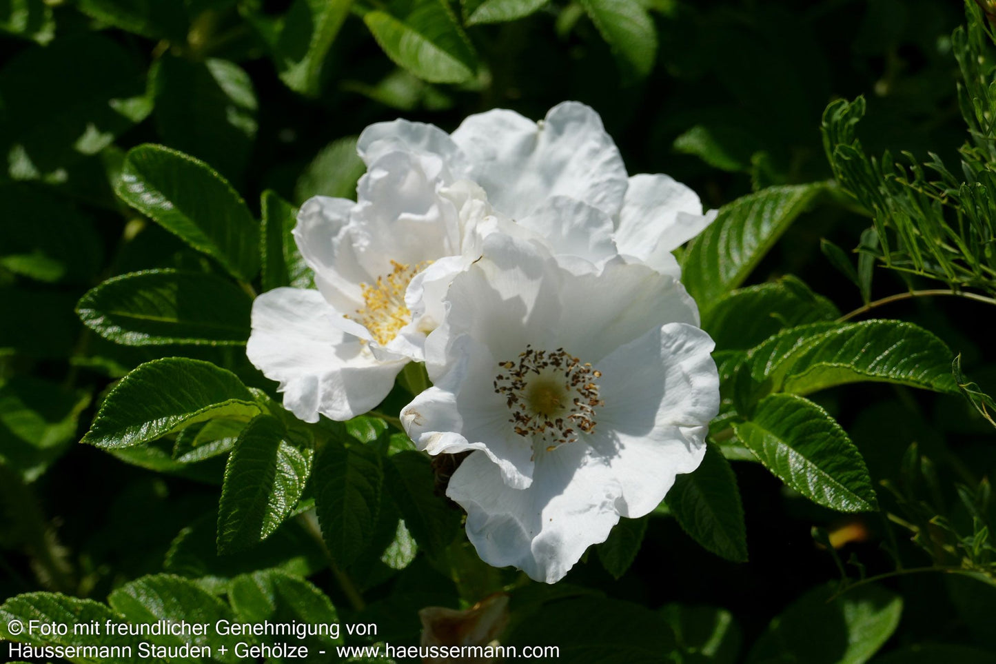 Weiße Kartoffel-Rose (Rosa rugosa alba)