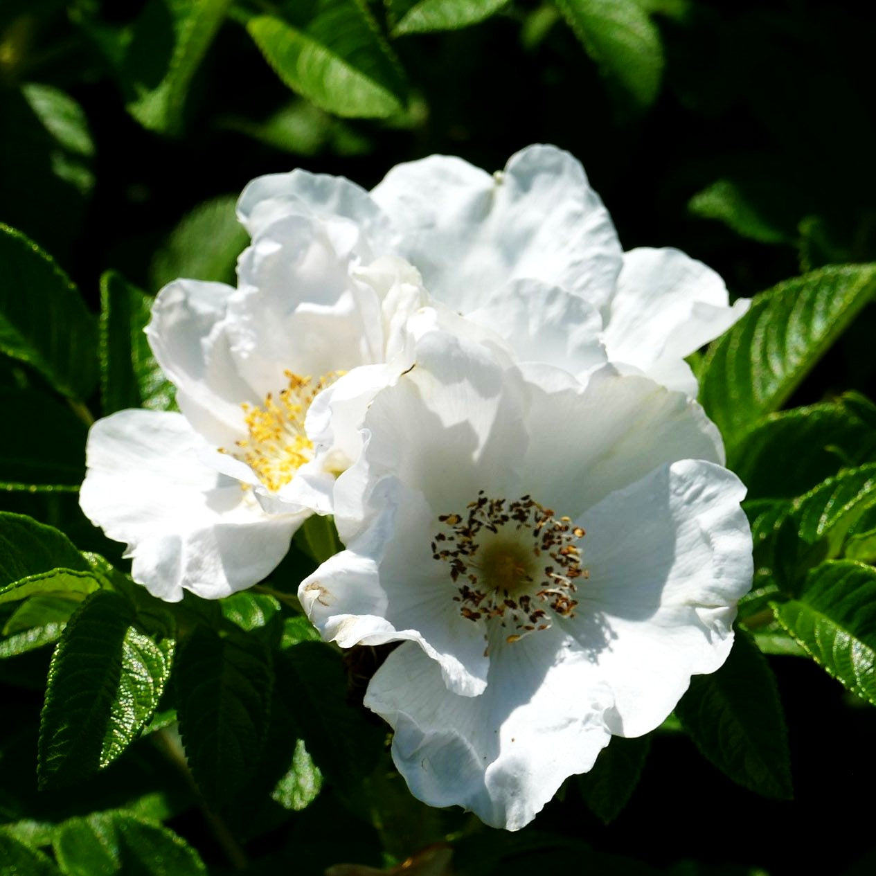 Weiße Kartoffel-Rose (Rosa rugosa alba)