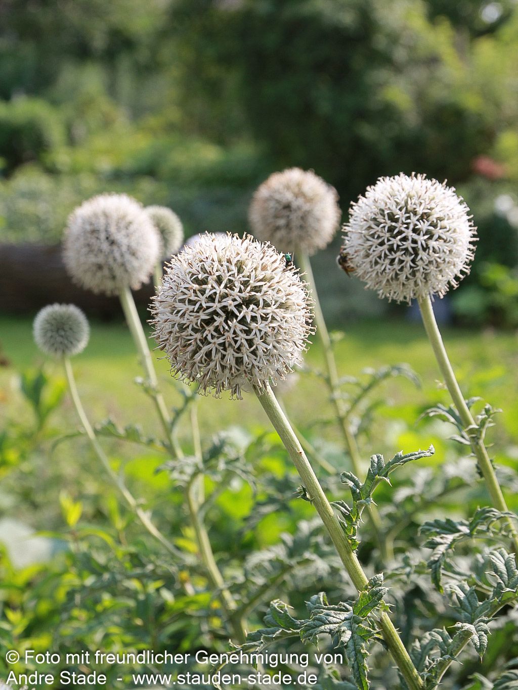 Weiße Kugeldistel 'Arctic Glow' (Echinops sphaerocephalus)