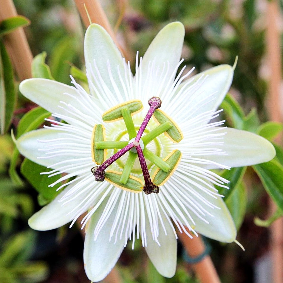 Weiße Passionsblume 'Constance Elliot' (Passiflora caerulea)