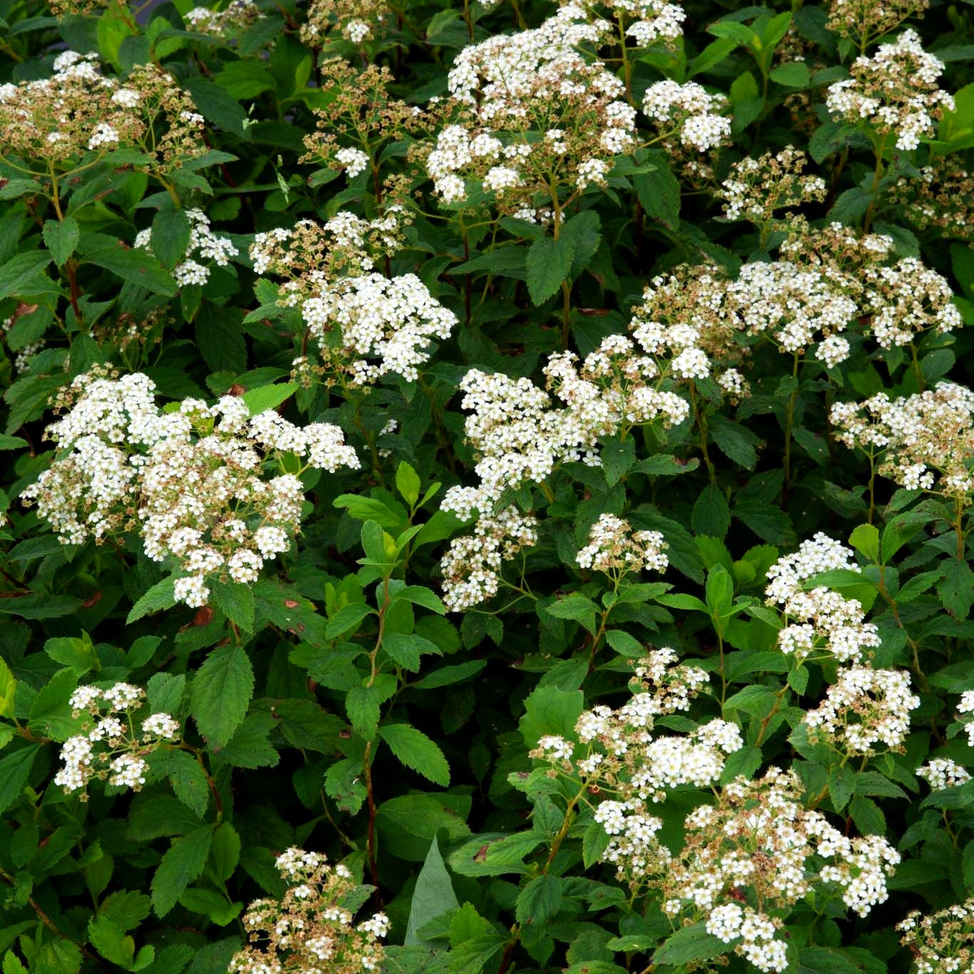 Weiße Polster-Spiere (Spiraea decumbens)