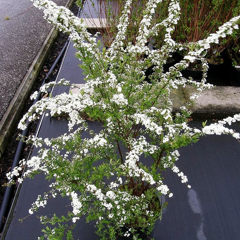 Weiße Rispen-Spiere 'Grefsheim' (Spiraea cinerea)