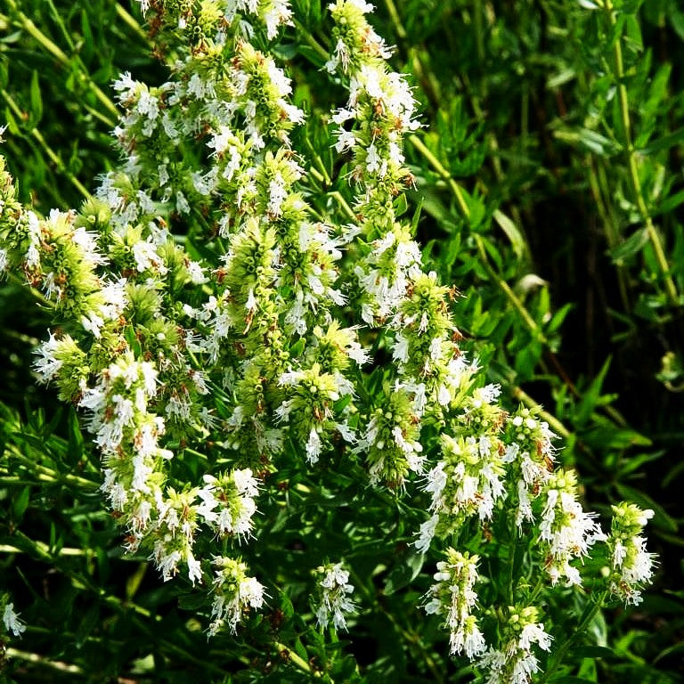 Weißer Apotheker-Ysop 'Albus' (Hyssopus officinalis)