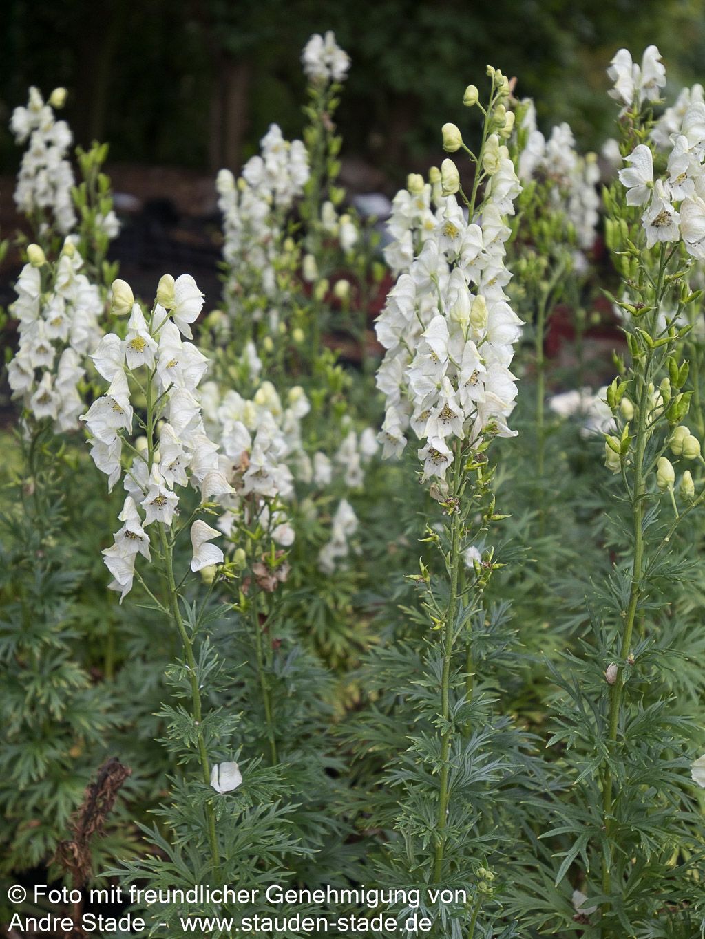 Weißer Berg-Eisenhut 'Album' (Aconitum napellus)