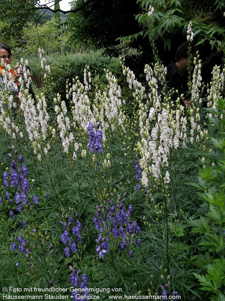 Weißer Berg-Eisenhut 'Album' (Aconitum napellus)